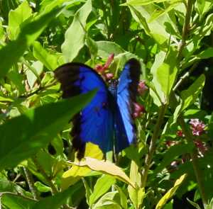 Butterfly Genus Species